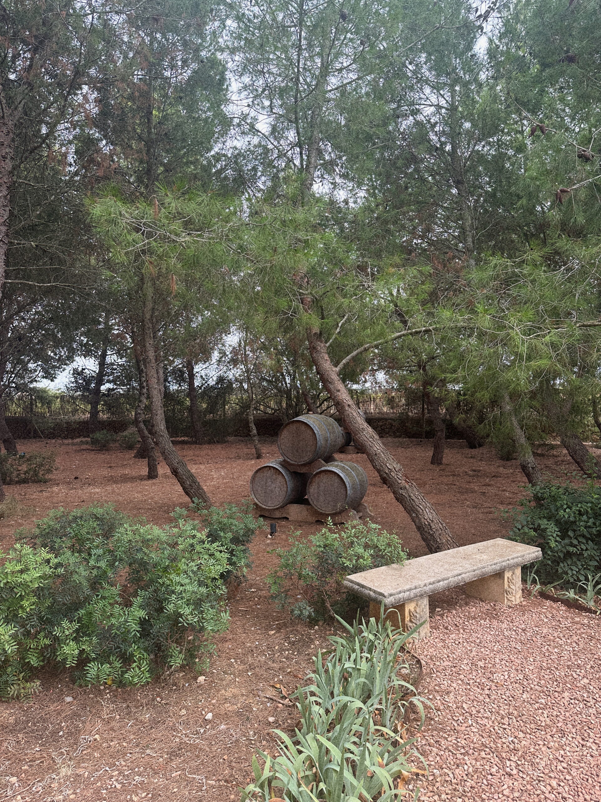Finca-Biniagual_Pinienwald